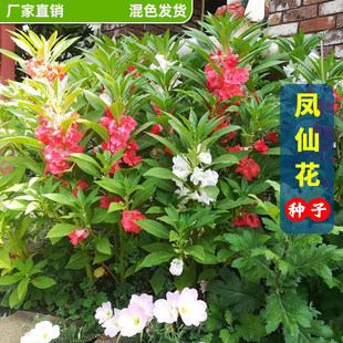 混色凤仙花种子指甲花阳台盆栽简单易种花籽花卉鲜花茶花凤仙花草
