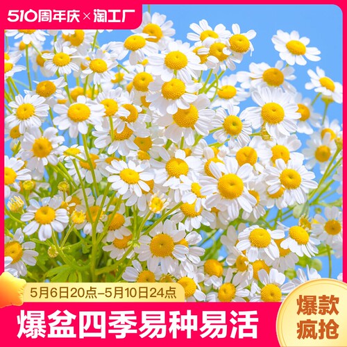 花种籽子小雏菊庭院洋甘菊