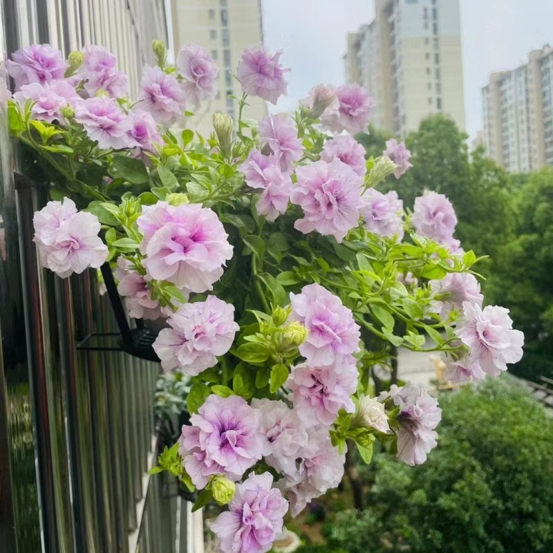 进口重瓣垂吊矮牵牛种子春