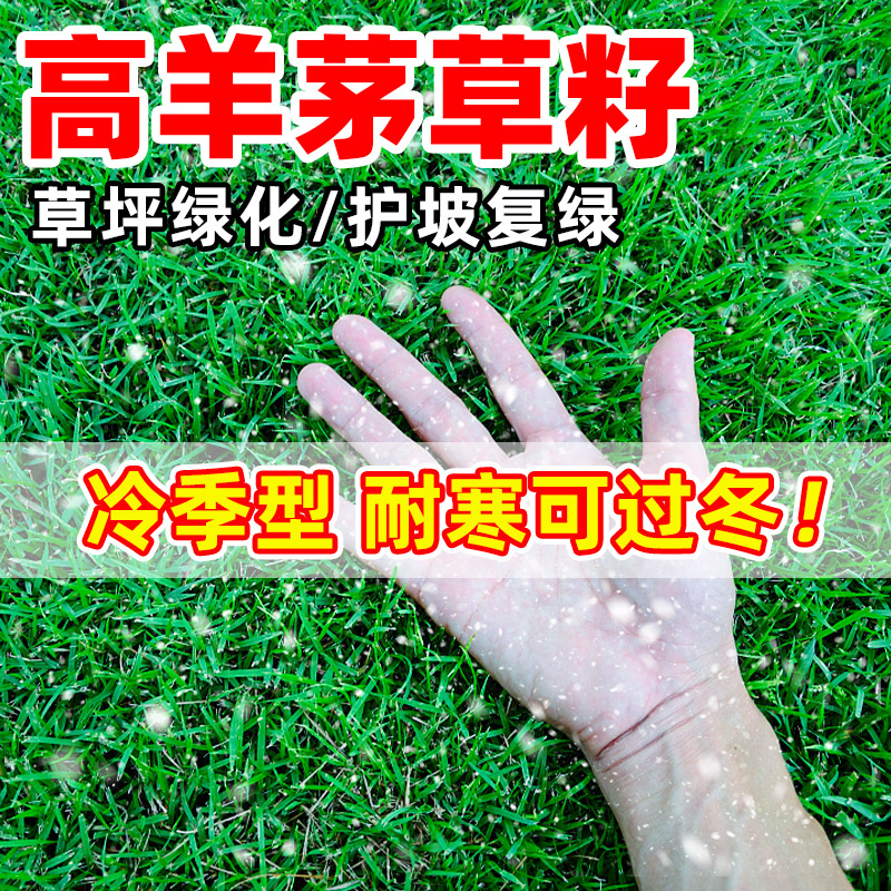 高羊茅草籽耐寒坪种子四季