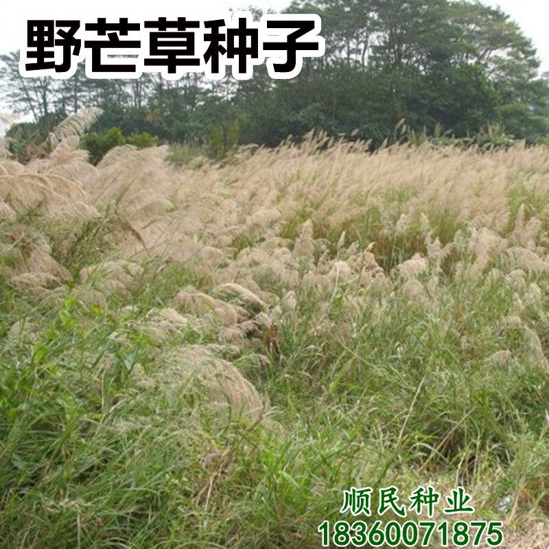 牧草野芒草种子多年生四季种南方北方种植野草植物易种草籽护坡草