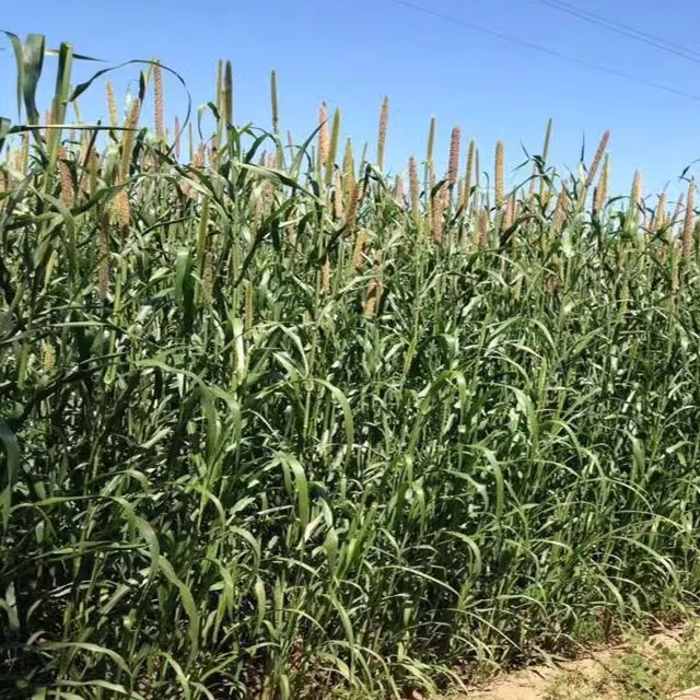 牧草种子 台湾杂交甜象草种子 美洲狼尾草种子