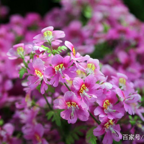 蛾蝶花种子四季易活室内外