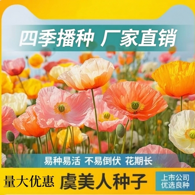 虞美人花种籽子播种开花多年生庭院室外冰岛虞美人耐寒花种子