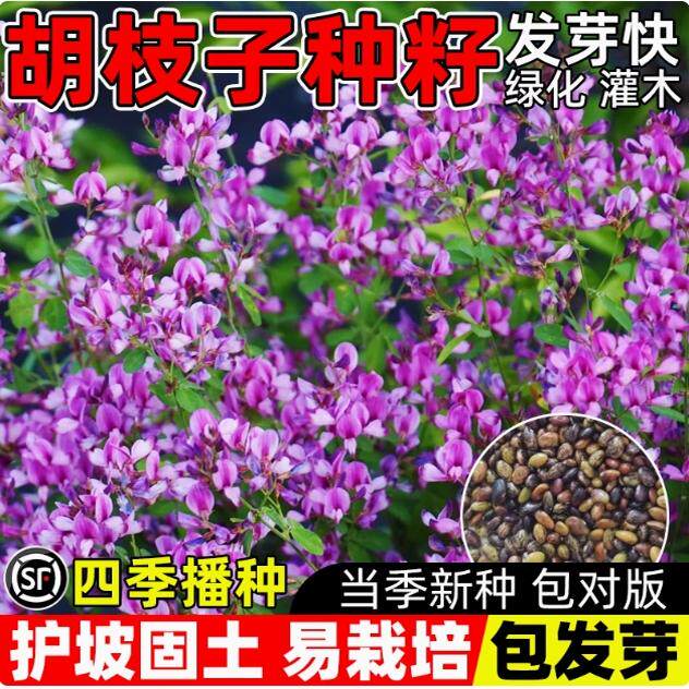 胡枝子种籽护坡绿化灌木种子紫穗槐多花木兰荆条猪屎豆刺槐银合欢