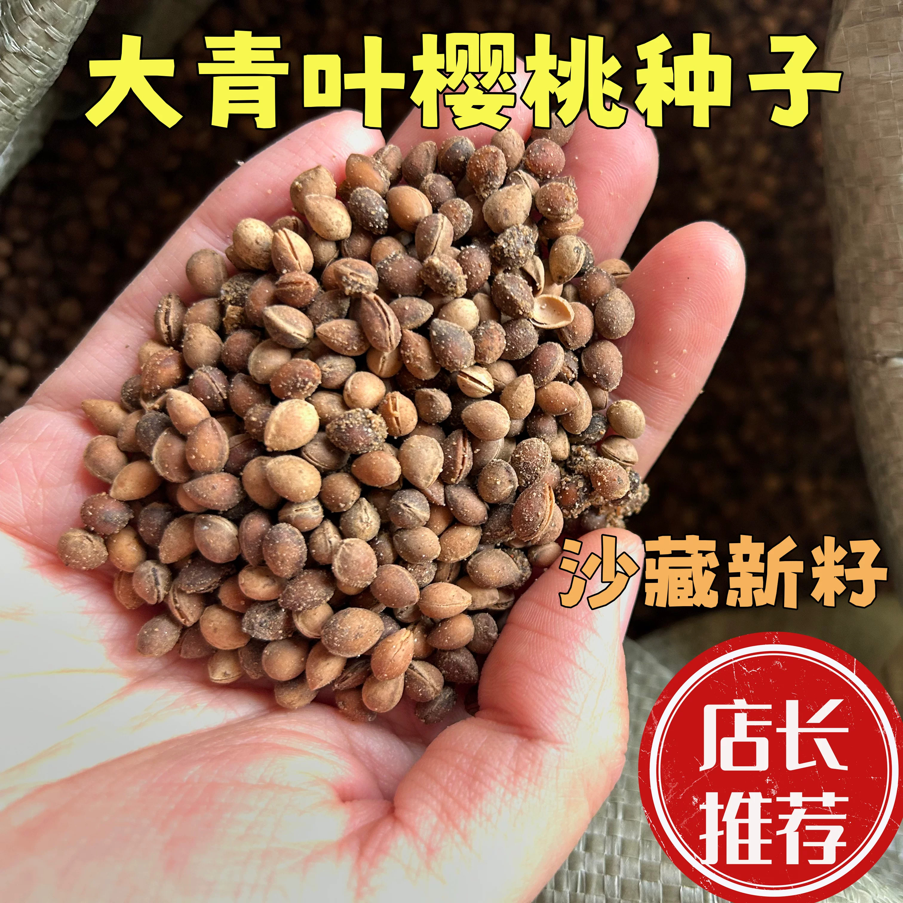 正宗沙藏大青叶樱桃种子