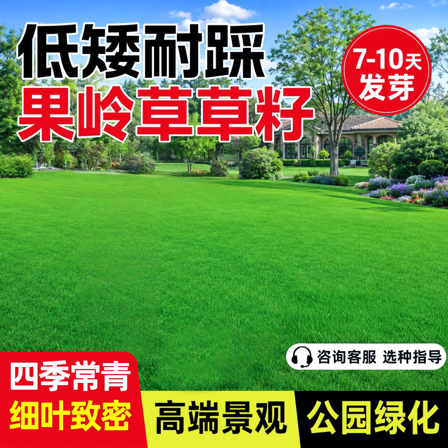 果岭草四季常青高档矮生草坪种子
