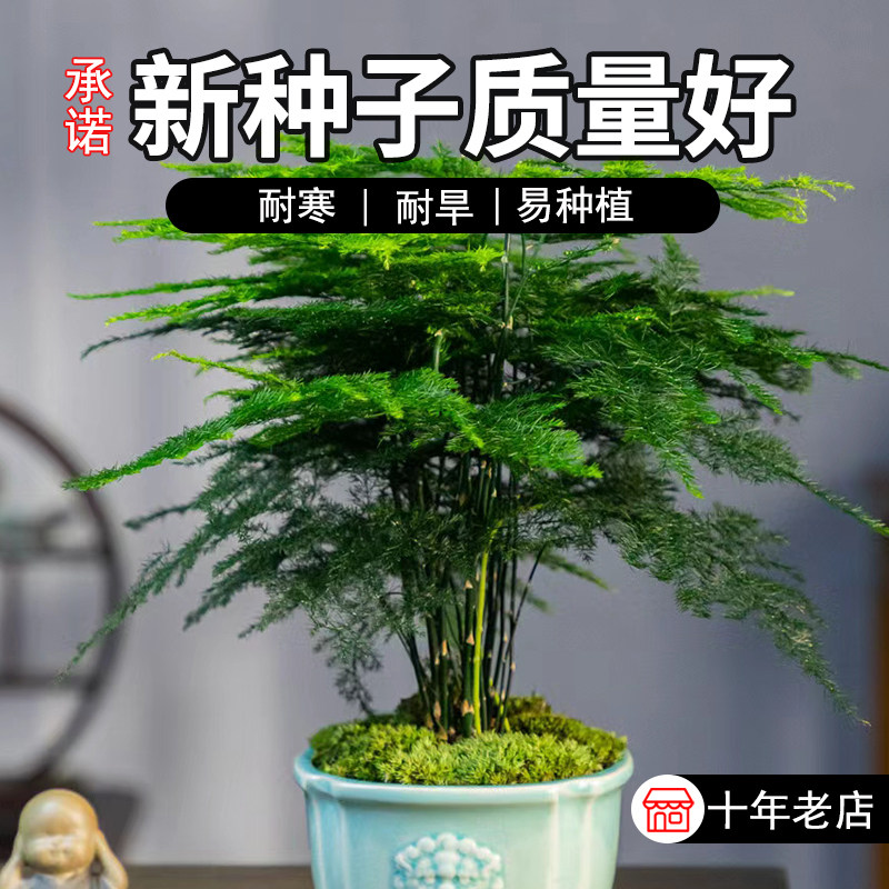 文竹种子 室外阳台庭院花卉盆栽花草观叶花卉籽 常绿植物 一袋6粒