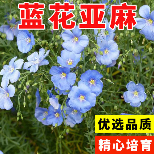蓝花亚麻种子多年生兰籽色