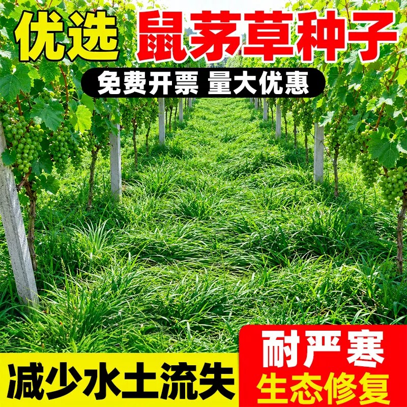 鼠茅草耐旱抑制杂草改善气候草籽
