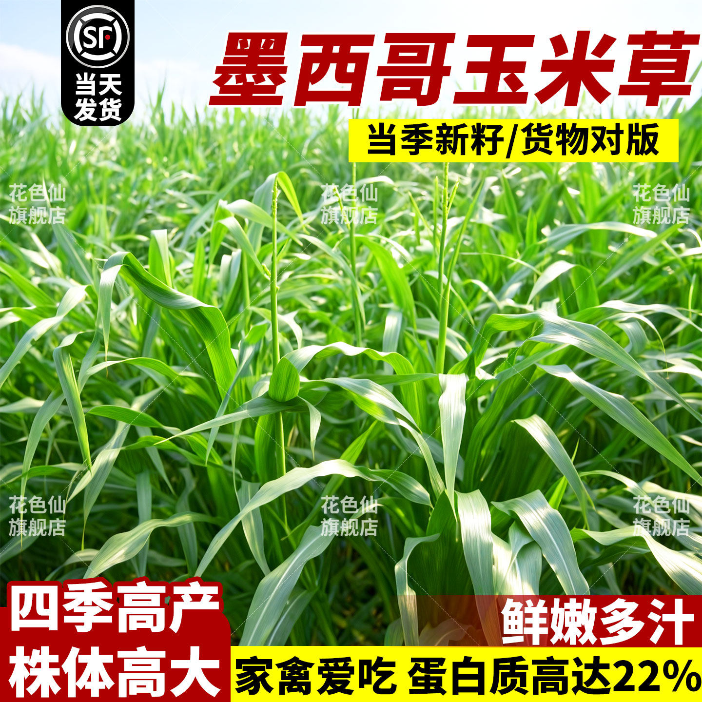 墨西哥玉米草种籽四季多年生畜牧养殖牧草种子喂猪牛羊鸡鱼草种籽,鲜花速递/花卉仿真/绿植园艺,家庭园艺种子,淘宝优惠券,粉丝福利购,淘宝优惠卷