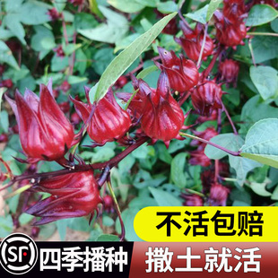 红桃k种子籽洛神花种子红金梅苗种孑玫瑰茄树苗盆栽开花