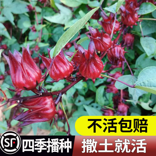 红桃k种子籽洛神花金玫瑰茄