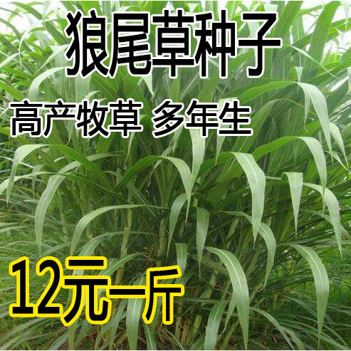 牧草种子狼尾杂交高产供期