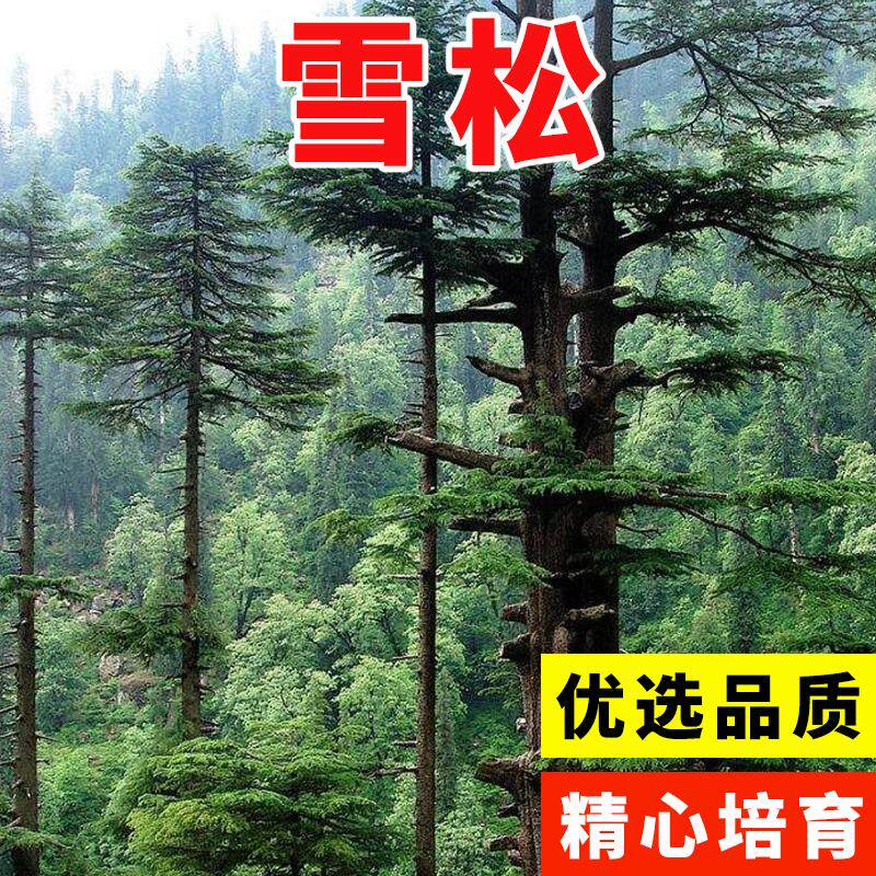 雪松树种子罗汉白皮马尾五