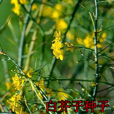 新采药材种子白芥子种子