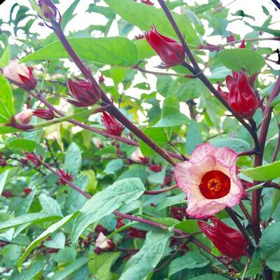 洛神花种苗落红桃k子籽四季植玫
