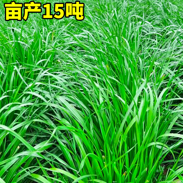 冬牧70黑麦草种籽子种四季常青多年生牧草耐寒草籽养殖禽畜草种子