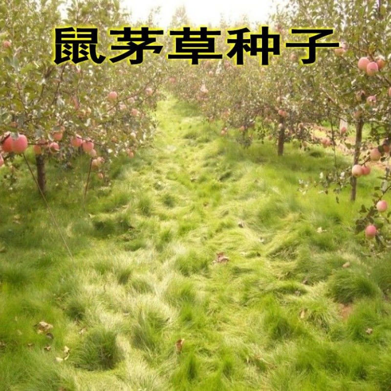 鼠茅草种子果园绿肥坪四