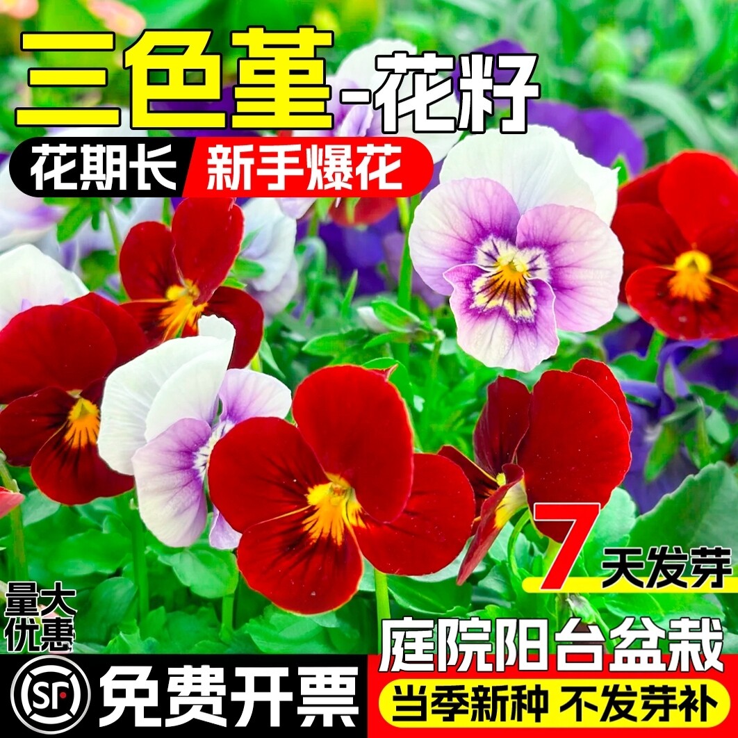 三色堇种子四季播种耐寒花籽庭院室内外阳台盆栽种植角堇花卉种籽