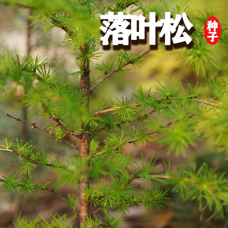花色仙优质林木种落叶松种子