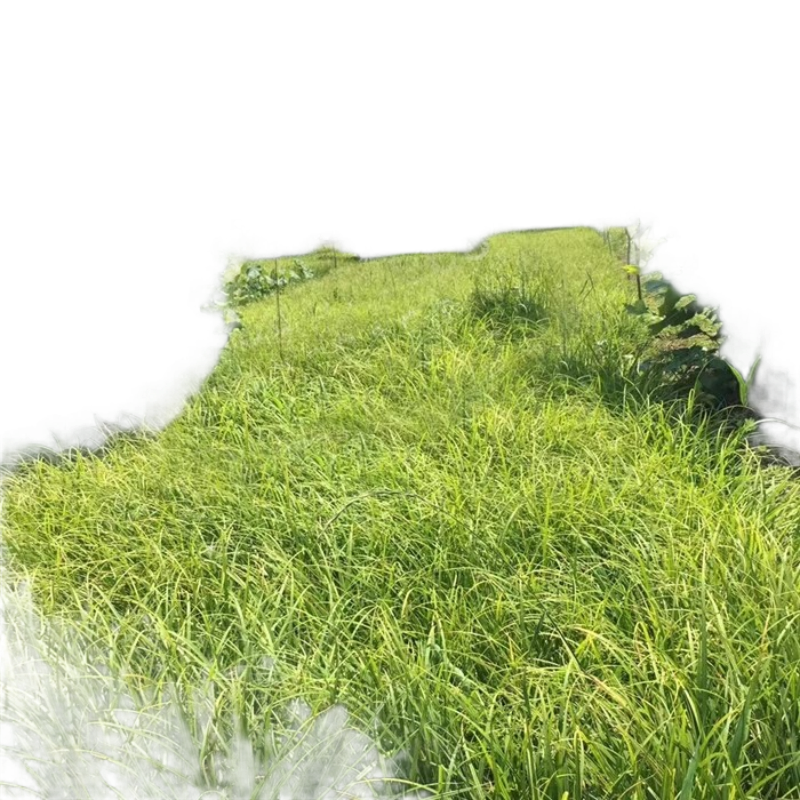 崂峪苔草种子草京苔草崂峪苔草种子崂峪苔草种子草本植物庭院园林