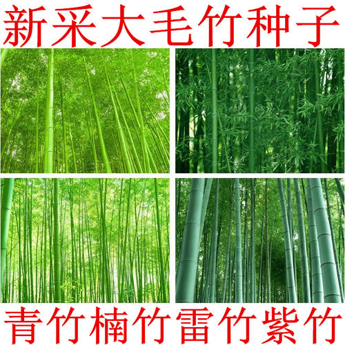 大型毛竹种子青苗籽楠刚四季雷