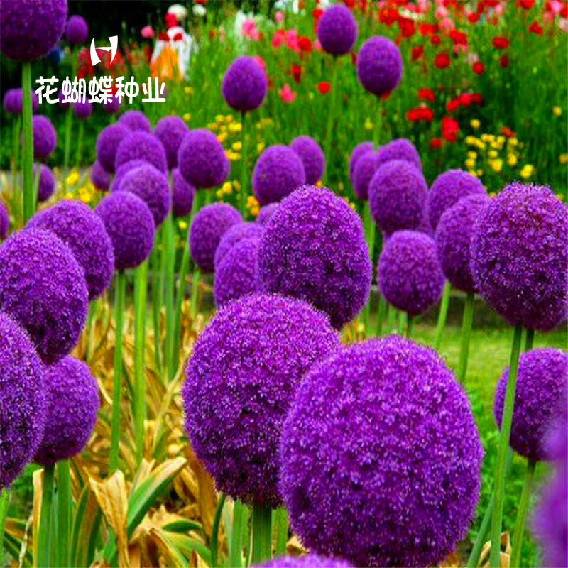 多年生宿根室外庭院紫色花种子四季种花籽花期长大花葱种子虾夷葱