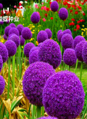 多年生宿根室外庭院紫色花种子四季种花籽花期长大花葱种子虾夷葱