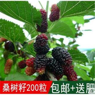 新采林木树种桑树种子桑葚籽小灌木可食用护坡四季可播