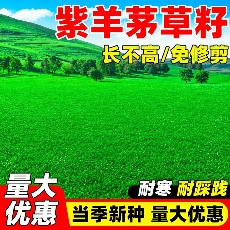 紫羊茅草籽四季常青高羊茅矮生耐寒旱护坡固土庭院绿化草坪种子籽