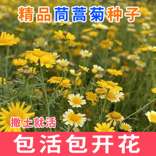 茼蒿开花室外茼蒿菊种子黄金菊花种籽春播木花草易种易活花海