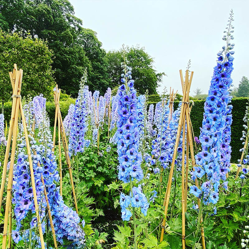 宿根飞燕草种子蓝色粉系大花翠