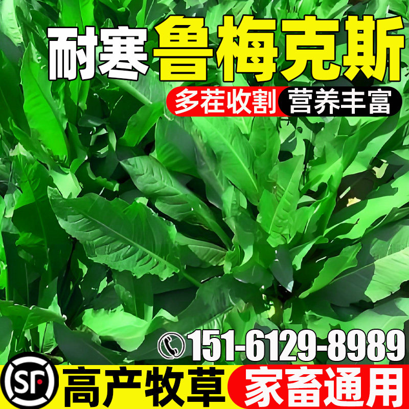 鲁梅克斯种子高产多年生牧草种籽高蛋白畜牧养殖多茬收割耐寒草籽