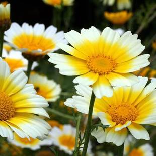 茼蒿菊种子木茼蒿多年生宿根花草种子木春菊种子景观花海易种