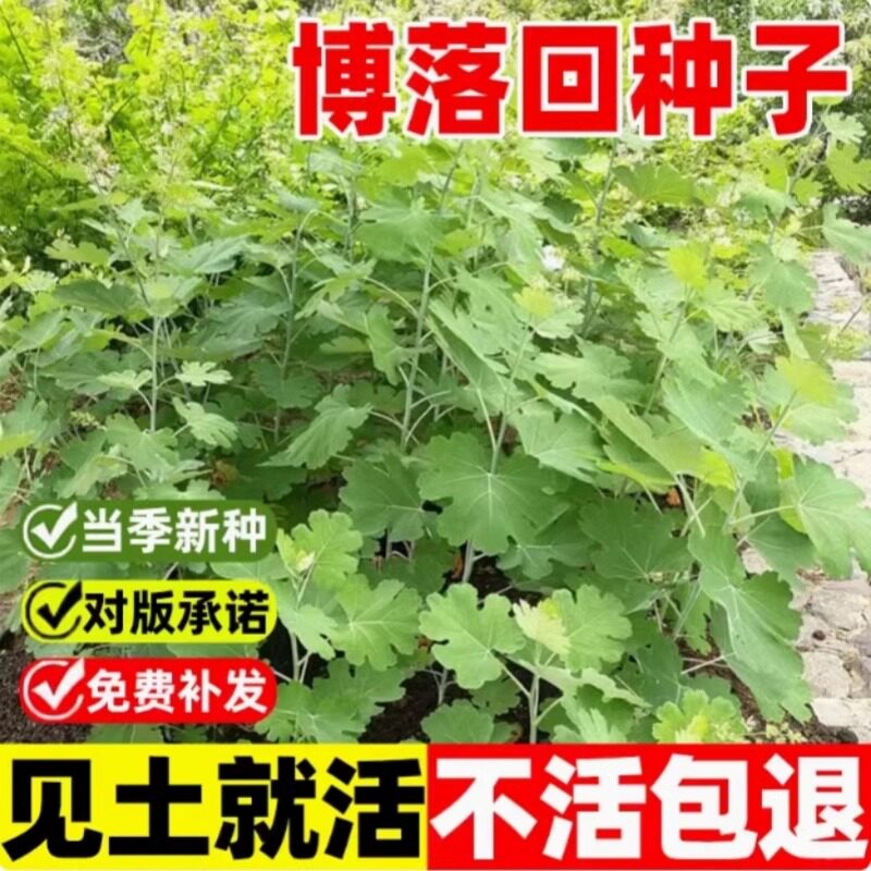 博落回种子勃逻回勃勒回菠萝筒大叶莲三钱三筒梗种子种籽四季播种