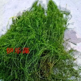 鱼塘水草种子伊乐藻轮叶黑藻养鱼虾草籽种子四季净化水质的水草