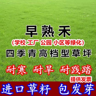 进口早熟禾草籽草坪种子矮生四季青庭院别墅耐践踏早熟禾草皮种子