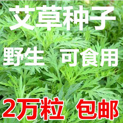 艾草种子食用药用驱蚊草艾叶种籽大小叶艾蒿青蒿种植四季驱蚊