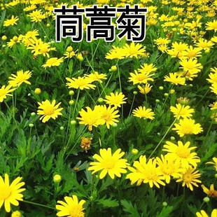 茼蒿菊种子多年生宿根花草种籽易种易活阳台盆栽花卉黄金菊花种籽