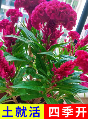 鸡冠花种子播开花卉植物室内外阳台易活盆栽绿化观赏花种籽子