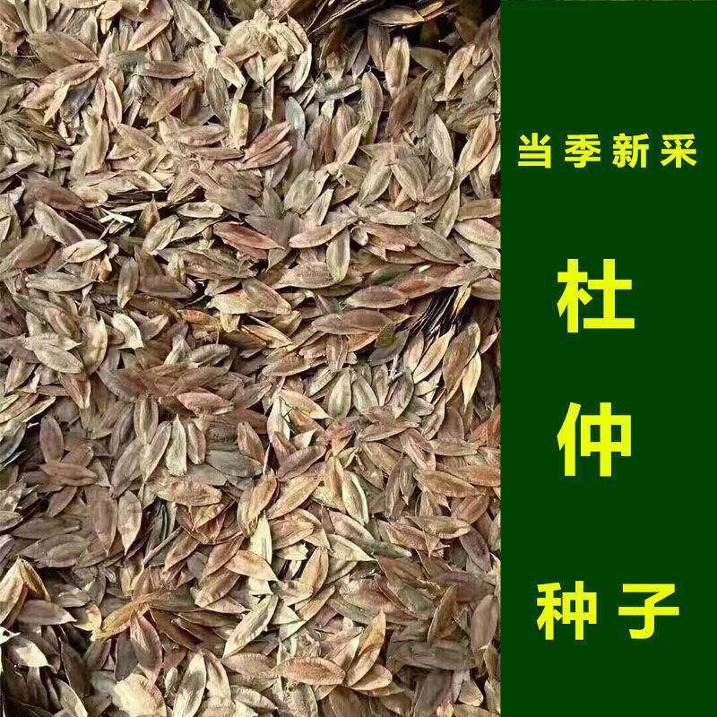 新采杜仲种子树药用中材