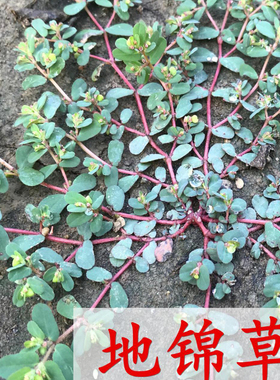 地锦草种籽血见愁斑地锦血筋草草血竭铺地锦蜈蚣草莲子草籽奶浆草