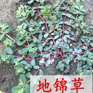 地锦草种籽血见愁斑地锦血筋草草血竭铺地锦蜈蚣草莲子草籽奶浆草