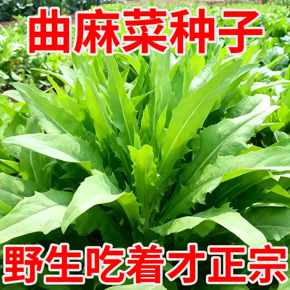 曲麻菜四季种植盆栽阳台庭院种孑