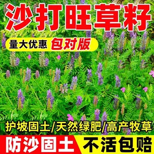 沙打旺种子多年生牧草 绿肥草护坡草 耐寒耐旱耐盐碱种子
