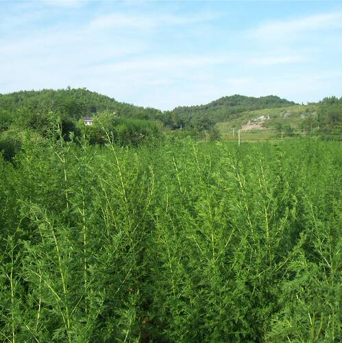 20新青蒿种子香白草廪茵陈邪苹