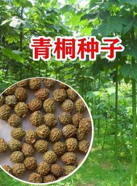 新采青桐种子林木树梧行道