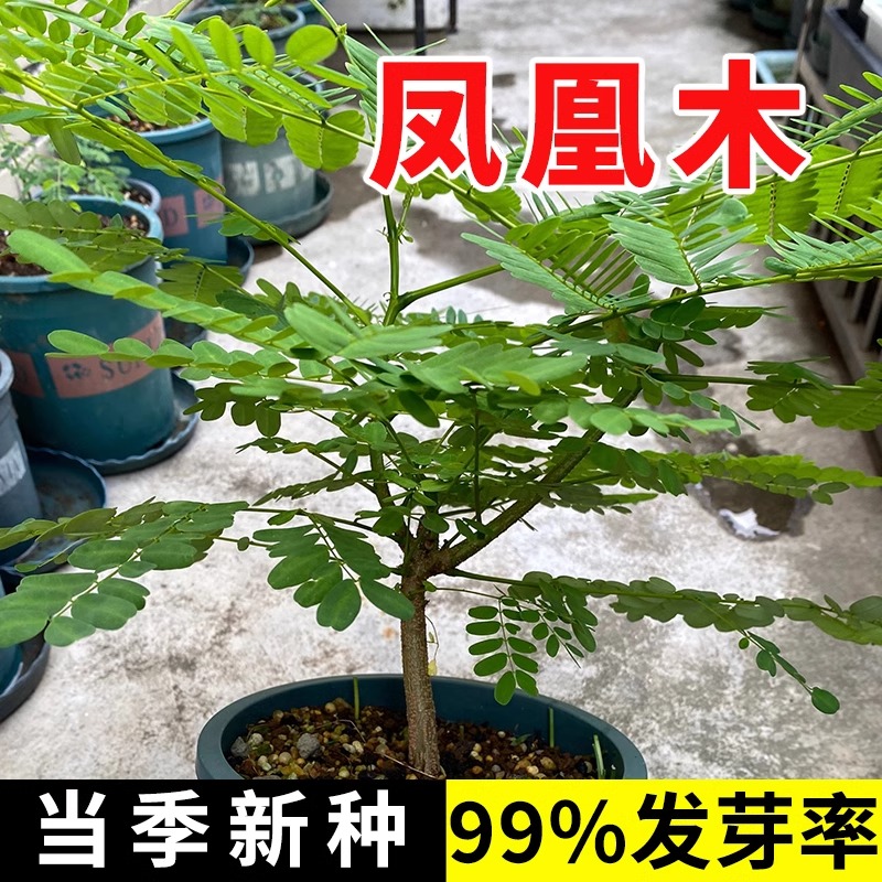花色仙凤凰木树苗树种子