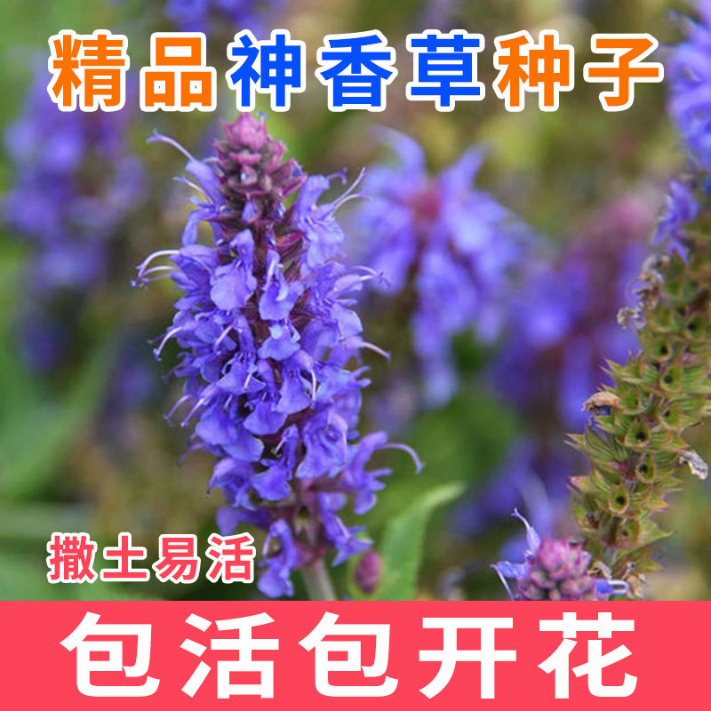 神香草种子 牛膝草 柳薄荷 海索草 Hyssop 欧洲耐热香草香料种子